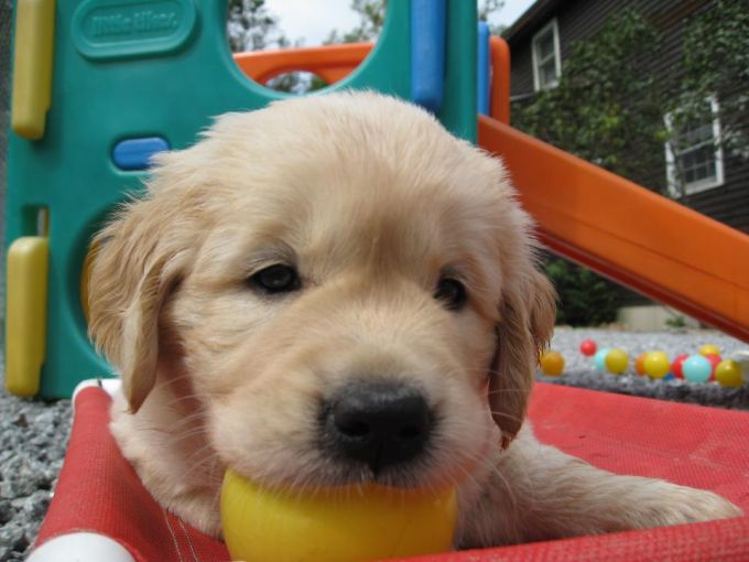 Dog Image